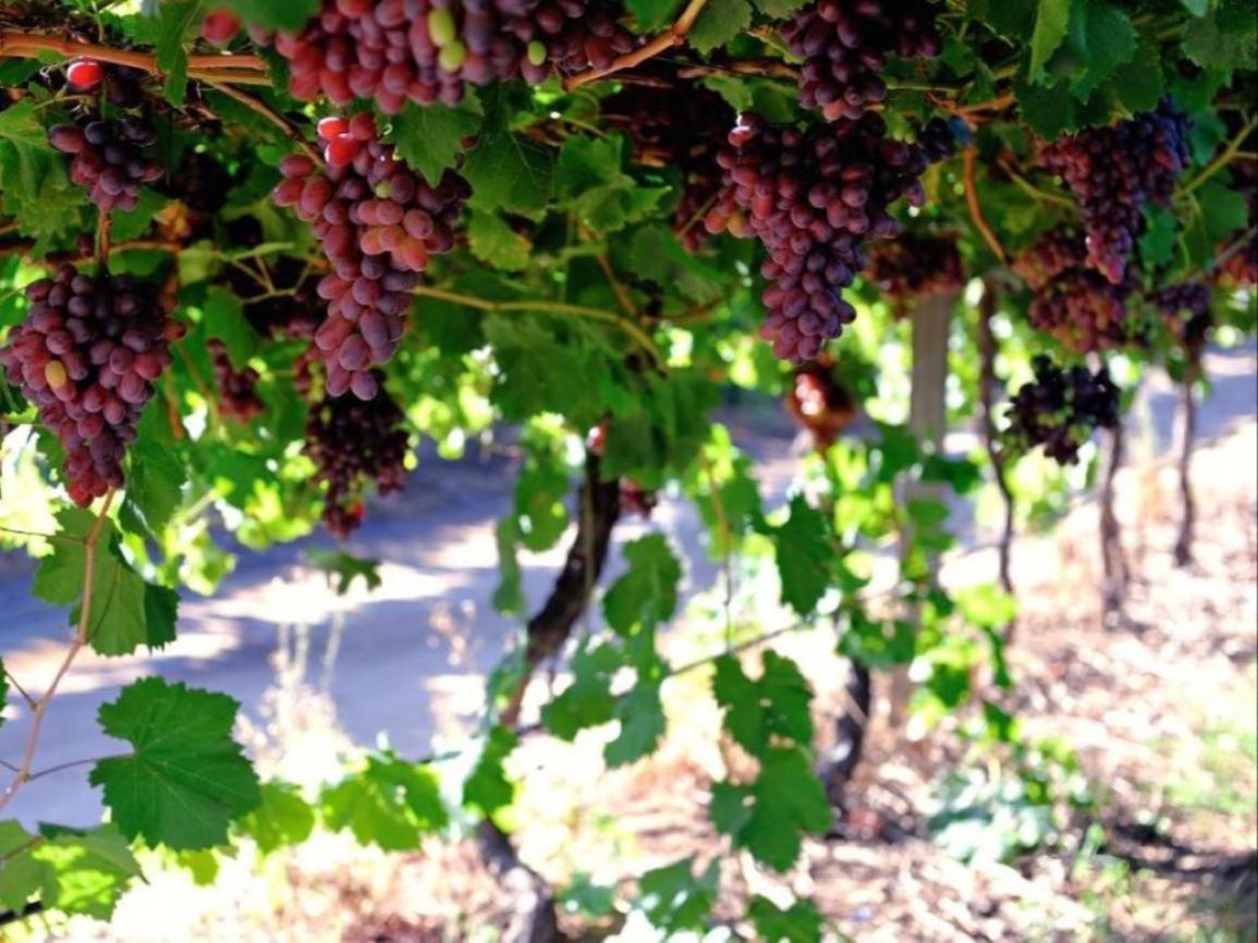 Mymering Wine & Guest Estate Ледисмит Экстерьер фото